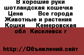 В хорошие руки шотландская кошечка › Цена ­ 7 - Все города Животные и растения » Кошки   . Кемеровская обл.,Киселевск г.